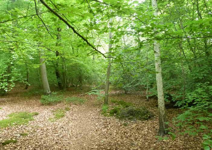 Follow the lane for about 200 yards to the entrance to the wood, point A on the sale plan, where there is room to park with care. OS 1:50,000 Map 175 Ref SU966863. Nearest post code SL2 3JF.