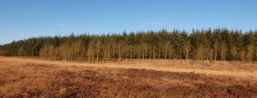 TODSBUGHTS FARM WOODLAND 106.09 Hectares / 262.14 Acres Lot 2 A productive conifer and mixed broadleaved woodland with a range of species and a parcel of grazing land, located in Central Scotland.