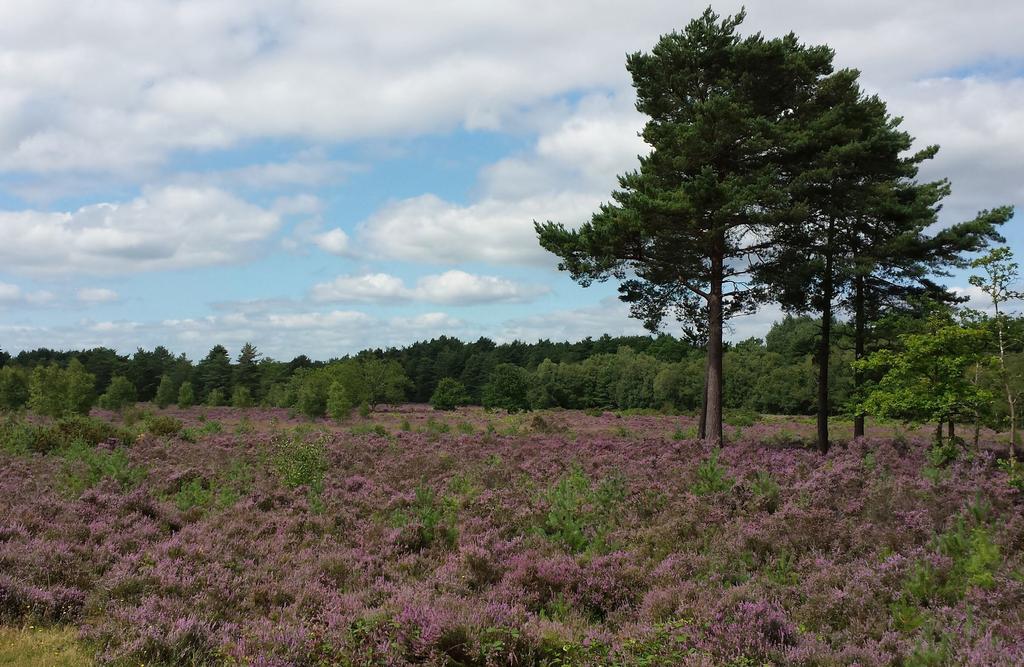 Picture credits: Horsell Common by