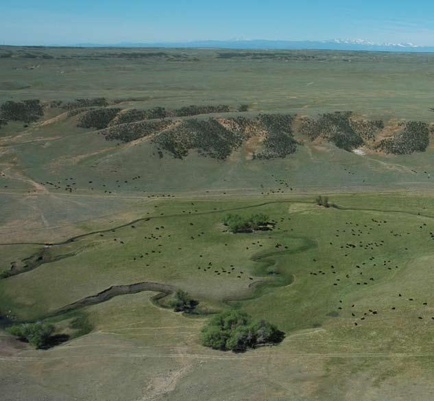 BELVoIr ranch B E LV O I R R A N C H Belvoir Ranch and the Big Hole Properties: A Case Study Introduction Belvoir Ranch was purchased by the City of Cheyenne in 2003 as a cooperative effort between