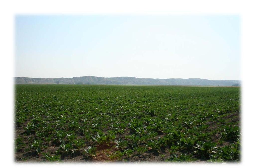 Sugar beets planted in Section
