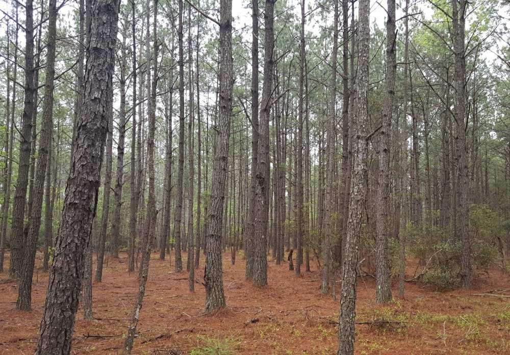 OVERVIEW: Large acre income producing investment tract located on Russtown Road in Ash, NC, just 10 minutes from Highway 17. This 382.