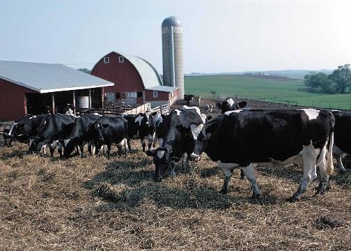 The Accelerating Loss of American Farmland 1.