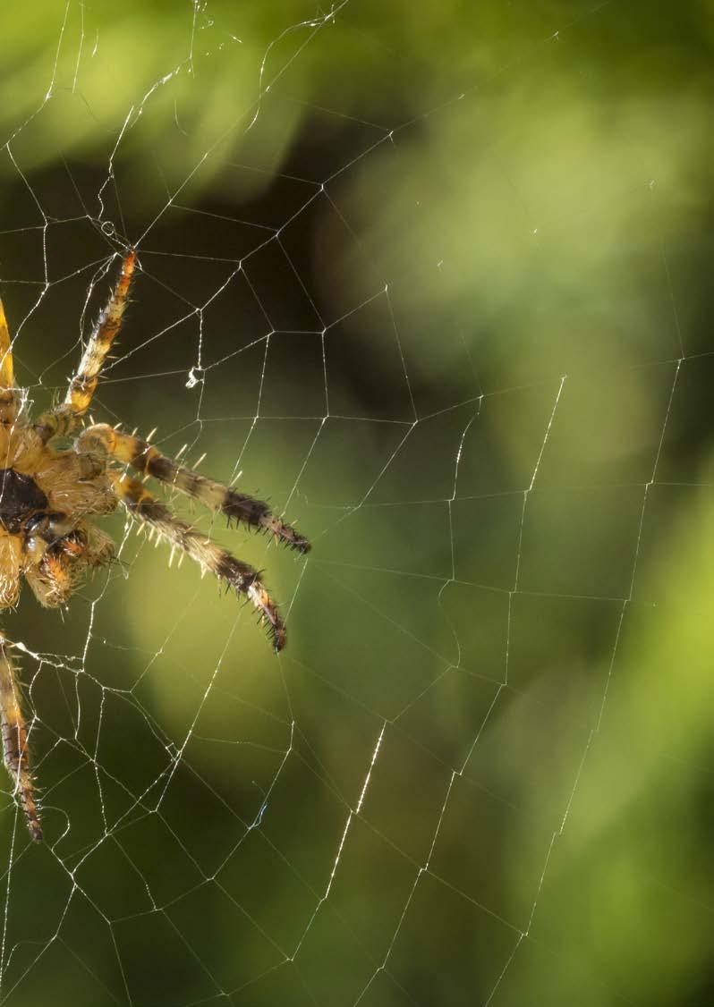 Die voordeel van sekere spinnekoppe Een van die bekende spinnekoppe wat algemeen landswyd voorkom en nie giftig is nie, is die reënspinnekop.