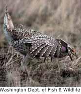 Sharp-tailed Grouse, MT