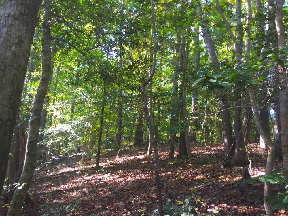Marble deposits in the area and road frontage on Sawmill Road make this tract an easily accessible weekend getaway with a potential future investment opportunity.