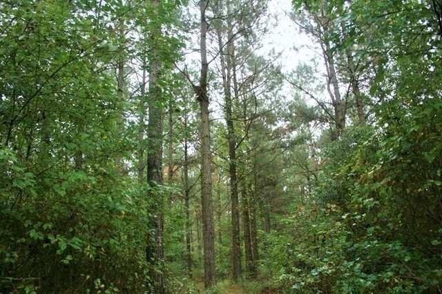 OVERVIEW: Come and take a look at this 54 acre pine plantation on Hoggard Mill Creek just minutes outside of the small town of Windsor.