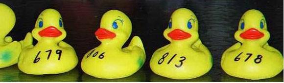Calusa Land Trust s GREAT CALUSA DUCK RACE Saturday, March 6 at Woody s Waterside St. James City Prizes To The 40 Fastest Ducks ADOPT YOUR DUCK NOW! TICKETS AVAILABLE ONLINE at www.calusalandtrust.