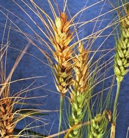 The requirements for wheat blast disease development are very warm, wet and humid conditions. Long periods of leaf wetness are required for optimal disease development.