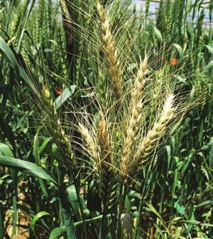 Wheat blast was first identified in Brazil in 1985. It has slowly spread through most countries in South America and into the USA.