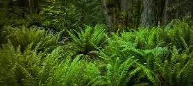 understory of ferns.