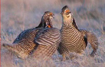 Your contractor tells you there's a real cute family of prairie chickens living on