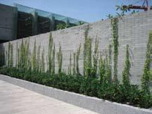 Continuous planters along building edges are provided to soften the rectilinear building form.