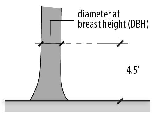 Chapter 95 Definitions Section 95.070 Terms Beginning with D Development Plan See Section 70.040. Diameter at Breast Height (DBH) The diameter of a tree trunk measured at a point 4.