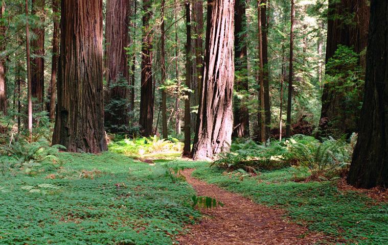 The regional Redwood National and State Parks visitor center is located less than half a mile from Walgreens.