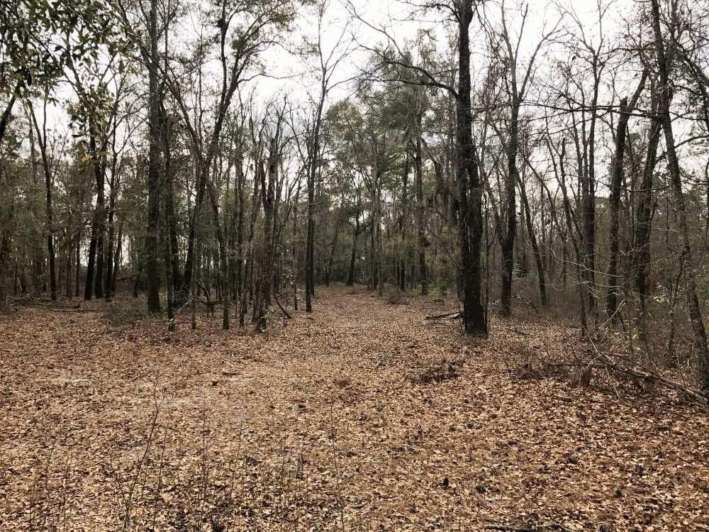 OVERVIEW: Small private hunting tract in a convenient location right off of Hwy 301, and not far down from the intersection of Hwy 321.