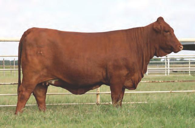 The last Guinevere son to sell was the third high grading bull in the 2015 LOBBA bull sale and was purchased for $20,000.