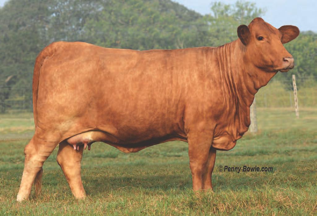 V-Seven BBU#: C1052221 Color: Red DOB: 4-14-2015 Classified: NP DNA: US400342398 Z50K 1916 moderate, clean, correct, excellent udder, fertile, polled, with a polled