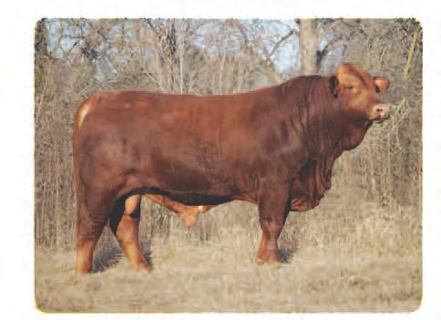 Red Bull 511 DNA US400107651 PV 1A - 501/5 Red Bull 511: Sire of Lot 1A - 501/5 V - Seven 1916 V - Seven Beefmasters New Dimension HS Heavenly Hattie Collier CD 944/9