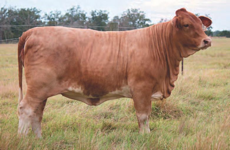 2 Open Heifer ID#: 1034 Painted Sugar (Horns) Breeder: Circle S Ranch BBU#: C1052750 Color: Red Mottle Underline Classified: NP DOB: 4-13-2014 DNA: US400201614 PV This Synergy daughter certainly puts