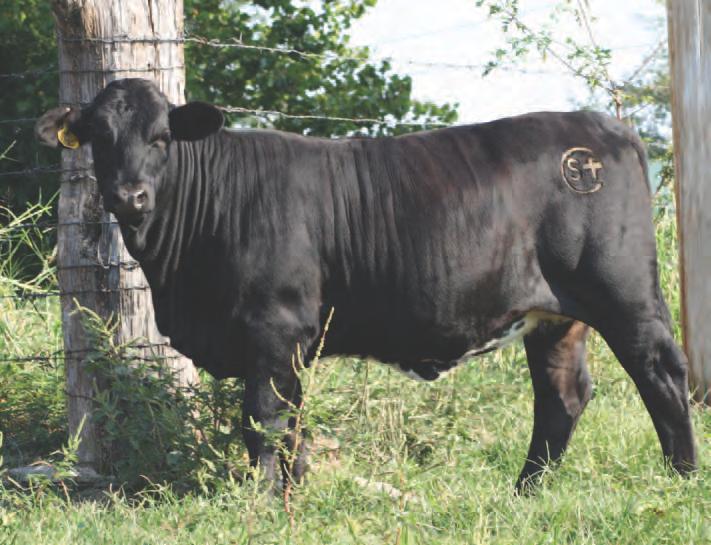 Total Impact is the sire of 1404, the open heifer above.