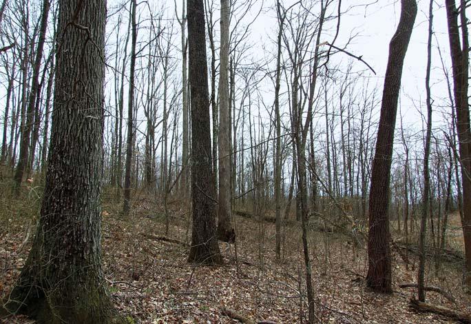 Individual tract bids range from $200 to $2,000 per acre Excellent Appalachian Hardwood Timberland Investment