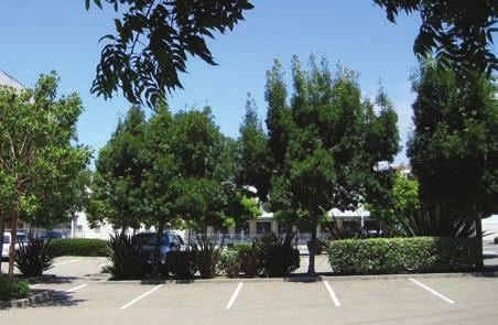 DESIRABLE Incorporate trees, landscape islands, shrubs, and groundcover throughout parking areas.