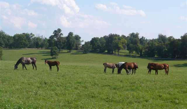 KILFLYNN FARM 417 Acres (Divisible) CORNER OF HWY 627 & SPEARS MILL ROAD BOURBON COUNTY, KENTUCKY Justice Real Estate is pleased to offer