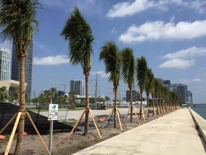 May 31 st, 2017 Circulation: 86,941/ UMV: 8,942,930 Newly planted coconut palms line the baywalk at Parcel B behind the American Airlines Arena, visible at left.