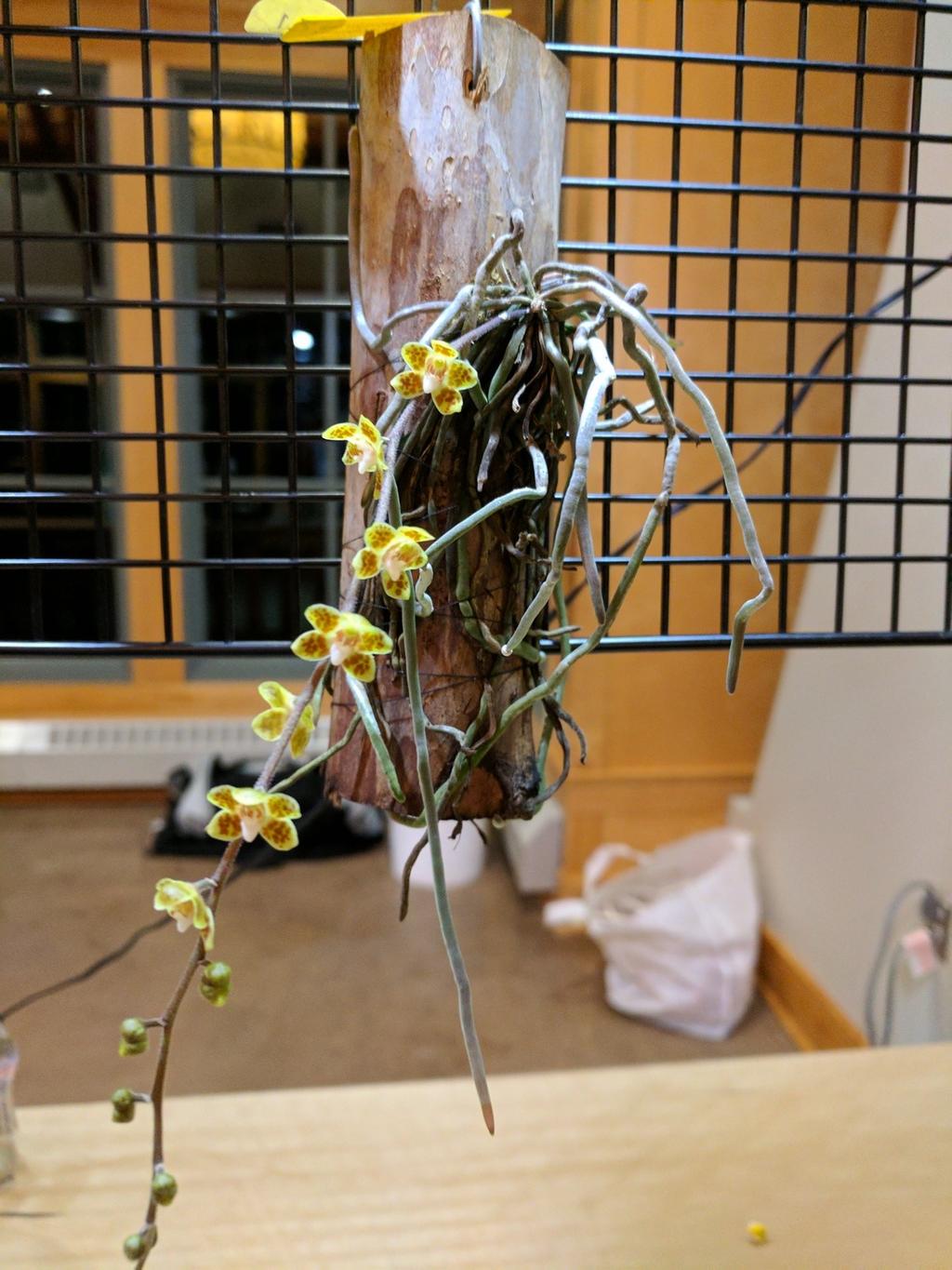 Bulbophyllum refractum Whirligig CHM/AOS, grown