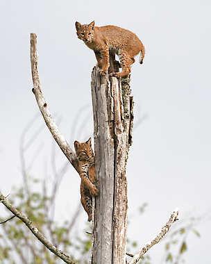 A pair of bobcats survey Columbia Mine, a thousand-acre property adjacent to the