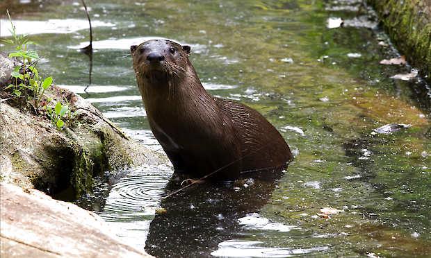 River otters like this one live in the Patoka River National Wildlife Refuge east of Jasper and in the