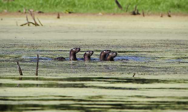 A family of river otters swims in the Columbia Mine property, a recent