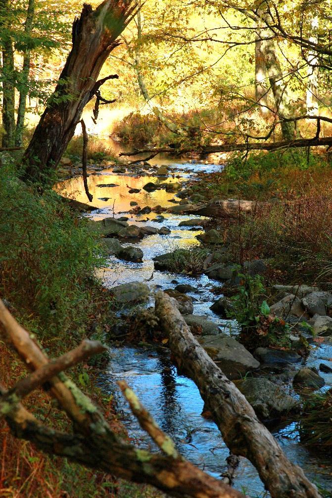 Case Study: Creek ReLeaf Multi-year program to plant trees on private and public lands to provide stormwater control, reduce stream temperatures, and to provide credit towards the County's MS4