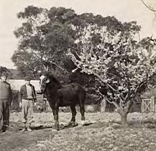 Hornung s Bonny Clydesdale Before the days when the little grey Ferguson tractors revolutionised farming in about 1954, horses used to do all the work: plough, scarify, cultivate, pull the cart and