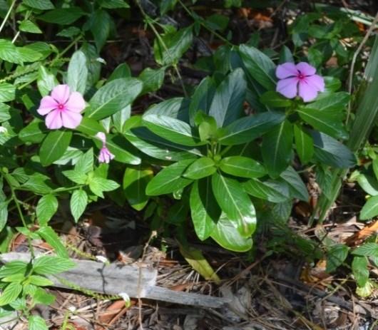 Madagascar Periwinkles are still cultivated by many gardeners in Florida and also have