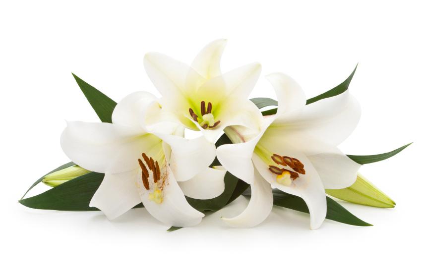 Easter Lilies 2015 Athens