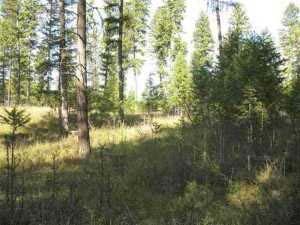 Montana real estate in Northwest Montana Page 1 of 3 $110,000 MLS #20136066 Lot 22 Steep River Ranch, Thompson Falls, 59873 Additional Documents: Flyer W/Associated Docs Remarks: Peaceful setting and
