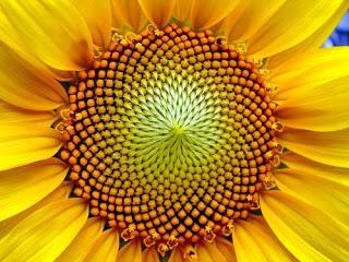 Fibonacci Sequence: 0,1, 1, 2, 3, 5, 8, 13, 21, 34, More formally, F n F, 2 n 1 Fn 2 n 1, n 1 0, n 0 No other sequence