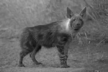 org/ wiki/brown_hyena) op Wikipedia oor die bruin hiëna om jou te help. (2) Gee vier voorbeelde uit die gedig waar die spreker die fisieke en gedragskenmerke van n wolf (Canis lupus) beskryf.