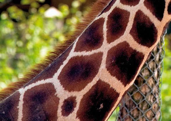 D natierlech Selektioun D Beispill der Giraff hirem laangen Hals Giraffe liewen an der Savanne a friessen haaptsächlech Blieder op de Beem.