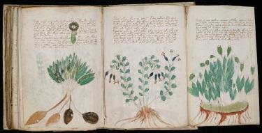 The Voynich manuscript About 240 pages remaining. folios, numbered from f1 to f116. Each folio have two pages, r and v.