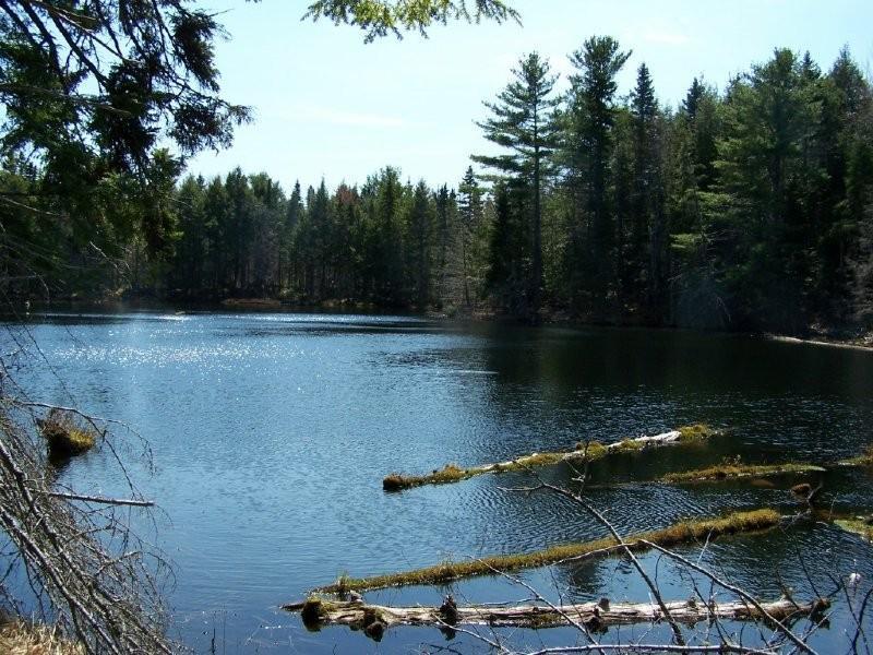 Photos DeWolfe Lake A small pond ecosystem