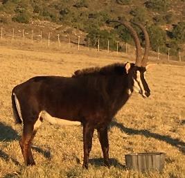 LOT 0 SABLE BULL YELLOW 24 YEAS OLD,