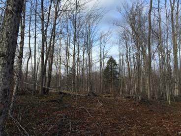 5 acre building wooded lot with sandy soil close to golf course and