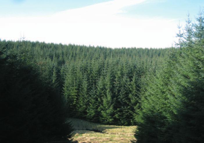 270 7700 Fax: 0131 270 7788 Ref: Gail Clarke A well-located, highly productive commercial conifer forest with a significant volume of timber, along with additional