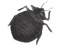 Bedbugs Bedbugs have become a serious problem over the past few years. They are also extremely hard to get rid of.