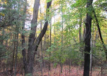 2 acres with maple, oak and pine. Great hunting land. Road is maintained yearround by town.
