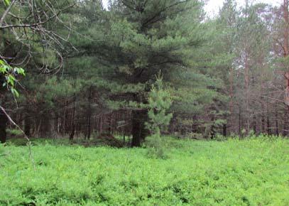 5 acre building wooded lot with sandy soil close to golf course and Lake of the Pines.